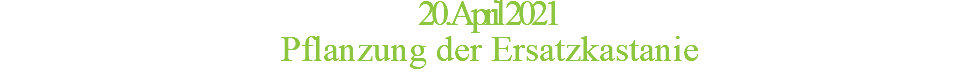 20. April 2021 Pflanzung der Ersatzkastanie